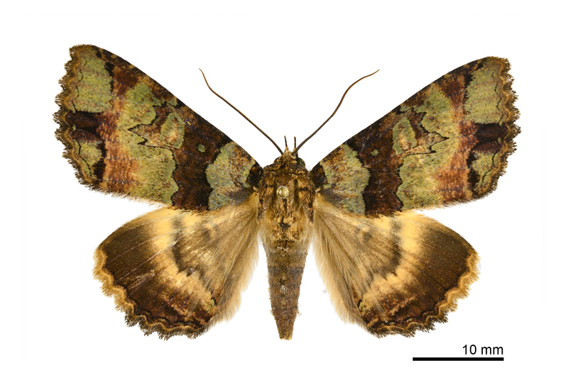 Hypersypnoides moltrechti Female